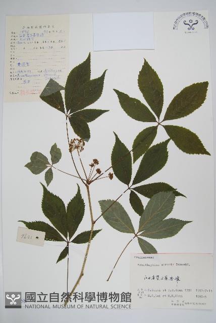 剛毛五加藏品圖，第1張