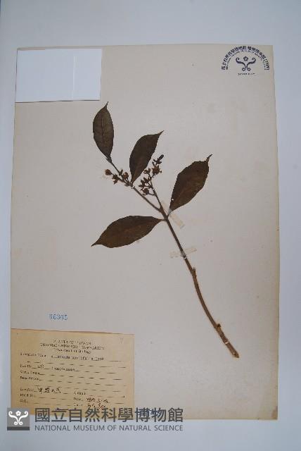 小花黃蟬藏品圖，第1張
