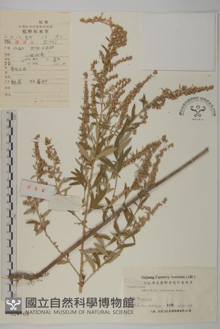 魁蒿藏品圖，第1張