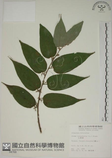 山黃麻藏品圖，第1張