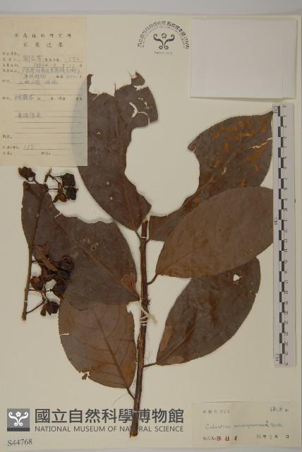 青江藤藏品圖，第1張