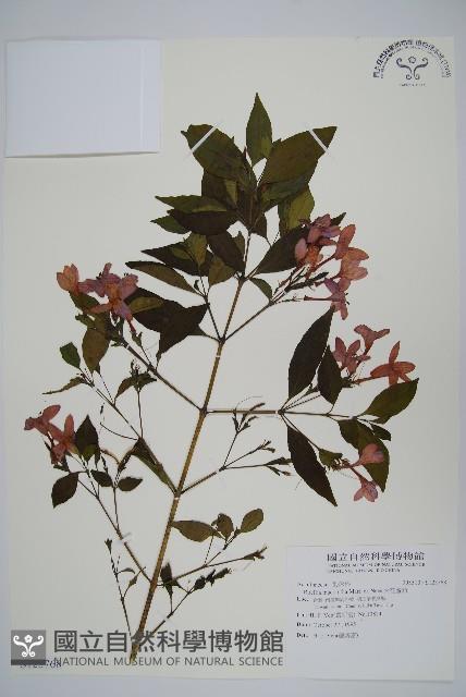 大花蘆莉藏品圖，第1張