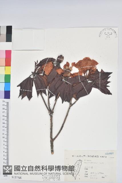 森氏杜鵑、森氏滿江紅藏品圖，第1張