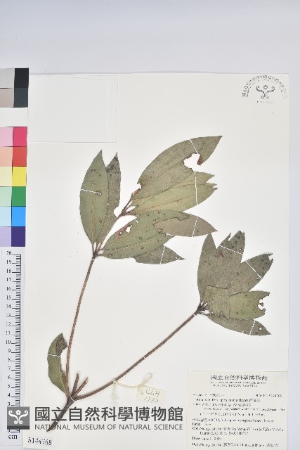 長柄菊藏品圖，第1張