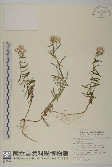 玉山抱莖籟簫藏品圖，第1張