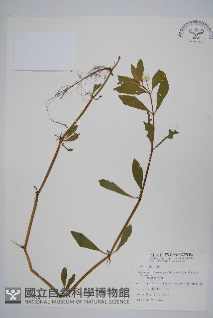 空心蓮子草藏品圖，第1張