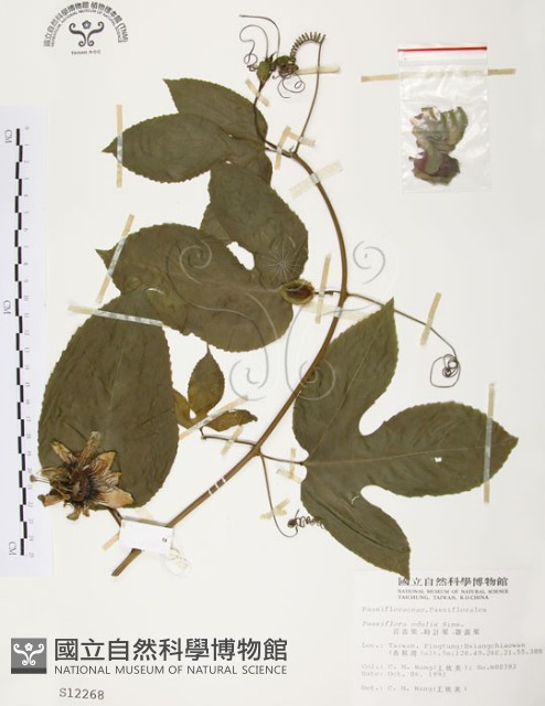 西番蓮、百香果藏品圖，第1張