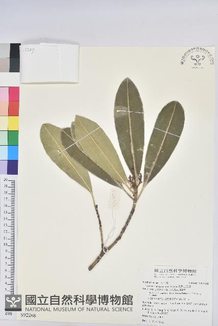 蘭嶼土沉香藏品圖，第1張