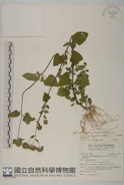 紫花霍香薊藏品圖，第1張