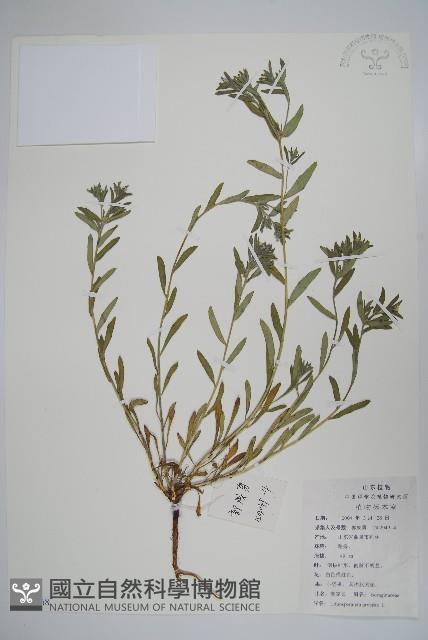 麥家公藏品圖，第1張