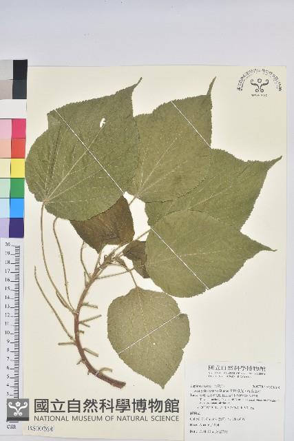 風鈴花藏品圖，第1張