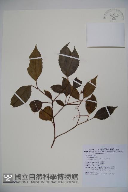 高山莢迷藏品圖，第1張