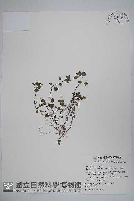 山桔梗藏品圖，第1張