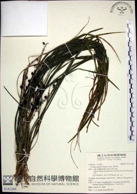 麥門冬藏品圖，第1張