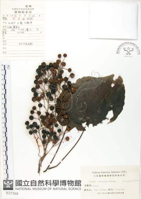 山桐子藏品圖，第1張