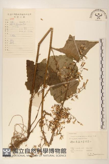 山萵苣藏品圖，第1張