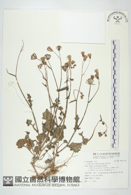 紫背草藏品圖，第1張