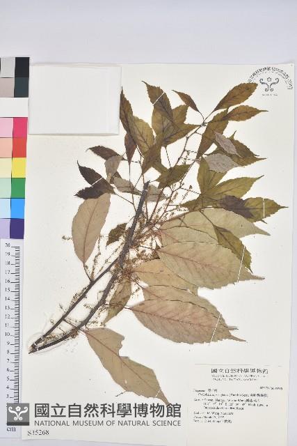 青剛櫟、鐵椆藏品圖，第1張