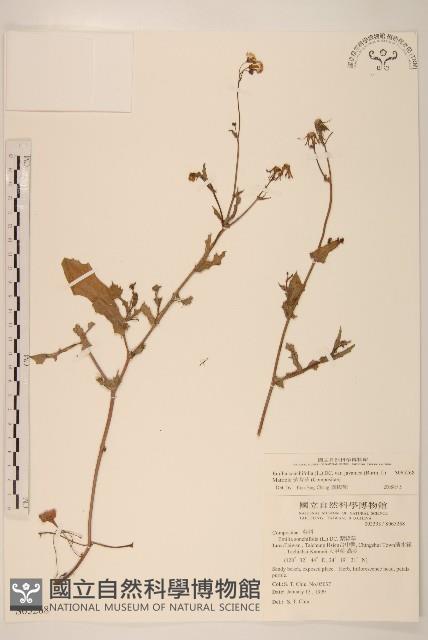 紫背草藏品圖，第1張