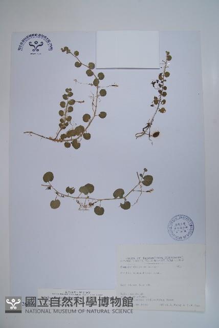 普刺特草藏品圖，第1張