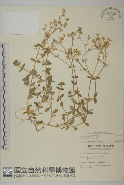 球序卷耳藏品圖，第1張