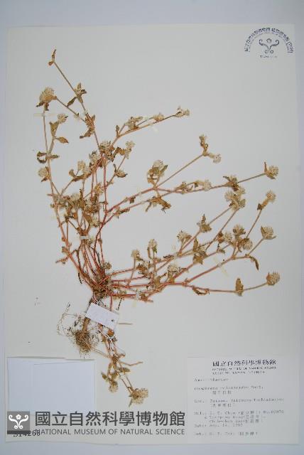 假千日紅藏品圖，第1張