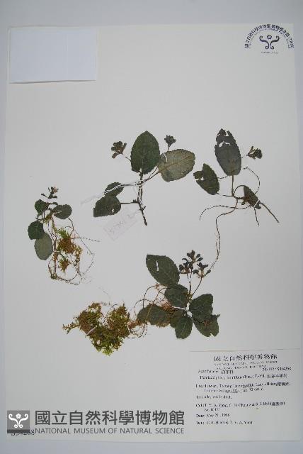 恆春半插花藏品圖，第1張
