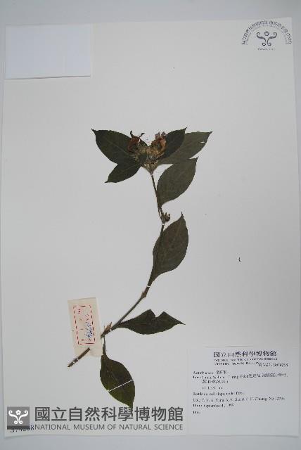 登錄號:S074268藏品圖，第1張