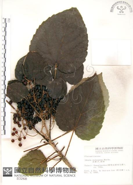 山桐子藏品圖，第1張