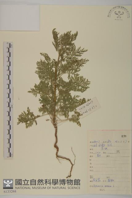 黃花蒿藏品圖，第1張