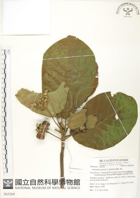 葛塔德木、欖仁舅藏品圖，第1張