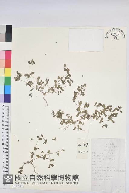 地錦藏品圖，第1張