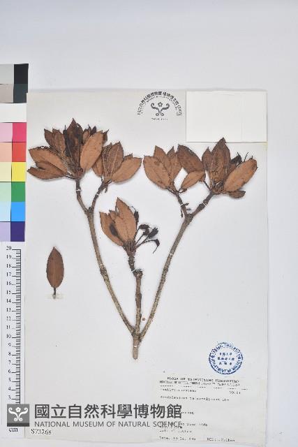 臺灣高山杜鵑藏品圖，第1張