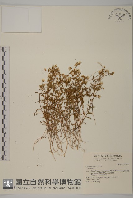 登錄號:S037268藏品圖，第1張