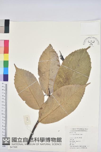 鉤栲藏品圖，第1張