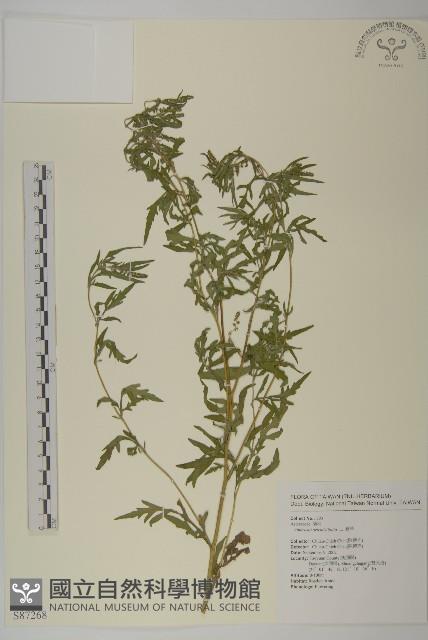 豬草、瘤果菊藏品圖，第1張