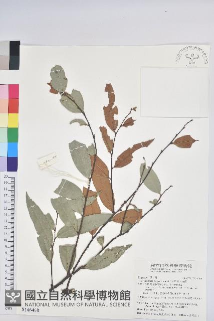 火燒柯、栲樹藏品圖，第1張