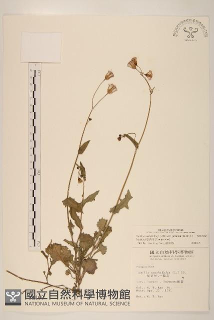 紫背草藏品圖，第1張