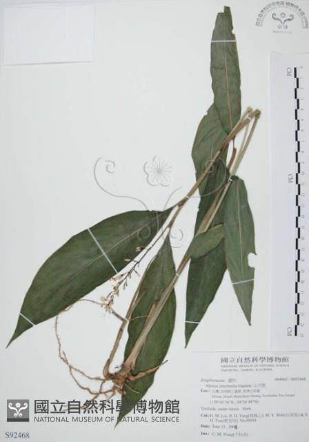 山月桃藏品圖，第1張