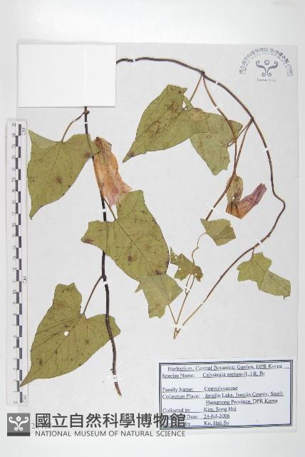 篱打碗花藏品圖，第1張