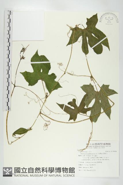 雙輪瓜藏品圖，第1張
