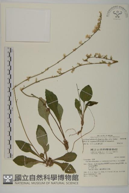 Accession Number:S030468 Collection Image, Figure 1, Total 2 Figures