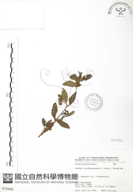 克非亞草藏品圖，第1張