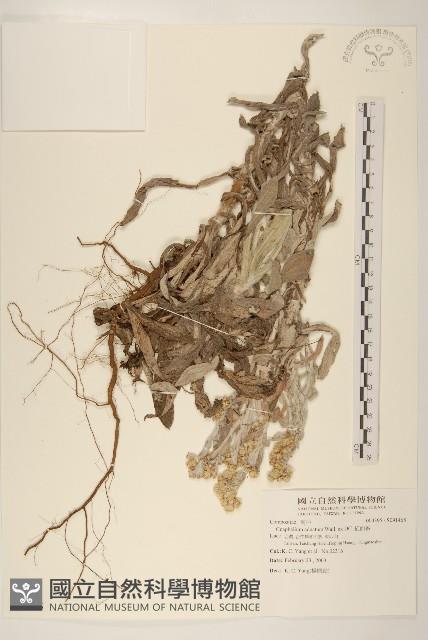 紅面番藏品圖，第1張