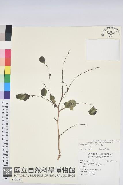 Medicinal Breynia Collection Image