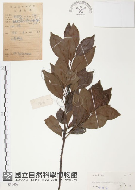 紅葉樹藏品圖，第1張