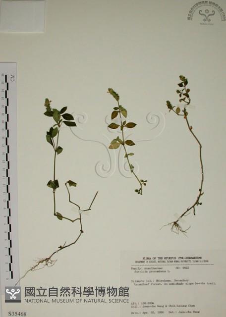 爵床藏品圖，第1張