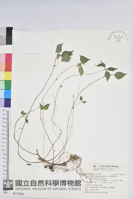 短序鐵莧菜藏品圖，第1張