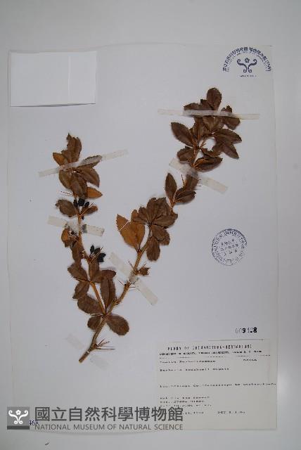 臺灣小蘗藏品圖，第1張