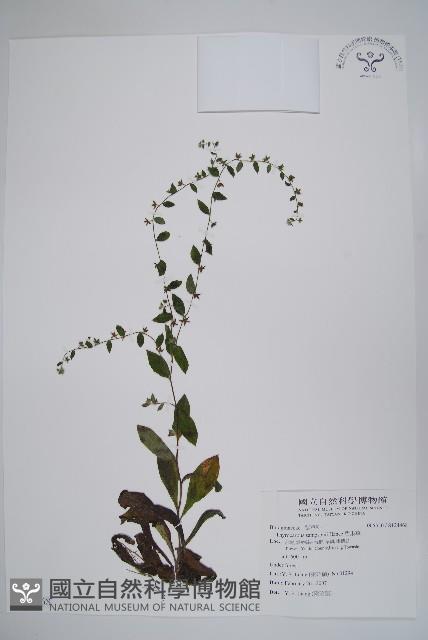 盾果草藏品圖，第1張